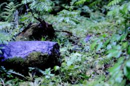 The Mystic Purple Stone